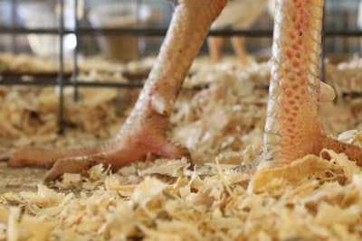 Photo by Andrea Gantz