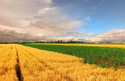 Less corn will be available across the U.S. for feeding animals this year, so the use of wheat is expected to increase. (fredleonero | Bigstock.com)