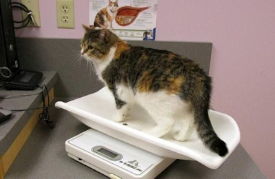Kitten On Scale