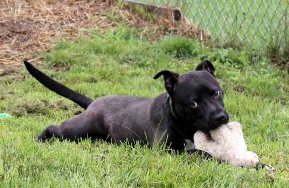tbt Purina and Blue Buffalo s legal battle history PetfoodIndustry