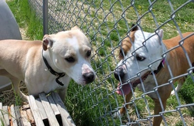 Two Dogs Fence