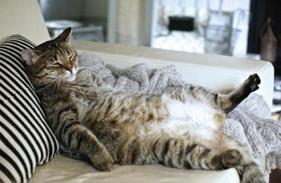 The number of overweight pets continues to increase, and as consumers become more aware of their pets' health, they are looking for options. | iStockphoto.com/Lulamej