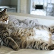 The number of overweight pets continues to increase, and as consumers become more aware of their pets' health, they are looking for options. | iStockphoto.com/Lulamej