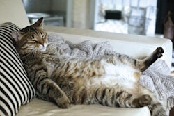The number of overweight pets continues to increase, and as consumers become more aware of their pets' health, they are looking for options. | iStockphoto.com/Lulamej