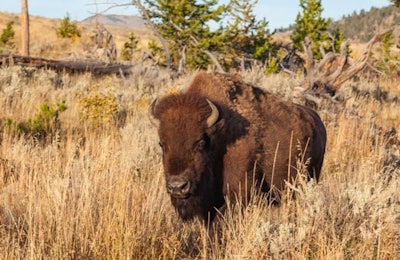 (twildlife | BigStock.com)