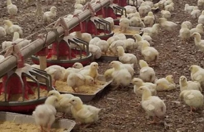 National Chicken Council