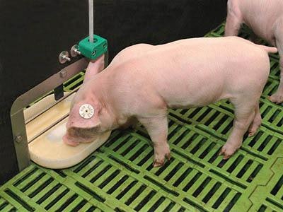 Weda Dammann Westerkamp Nutrix 2 0 Suckling Piglet Feeding System
