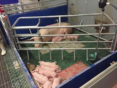 Weda Dammann Westerkamp Vario Flex Farrowing Pen