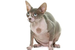 (cynoclub | BigStock.com)