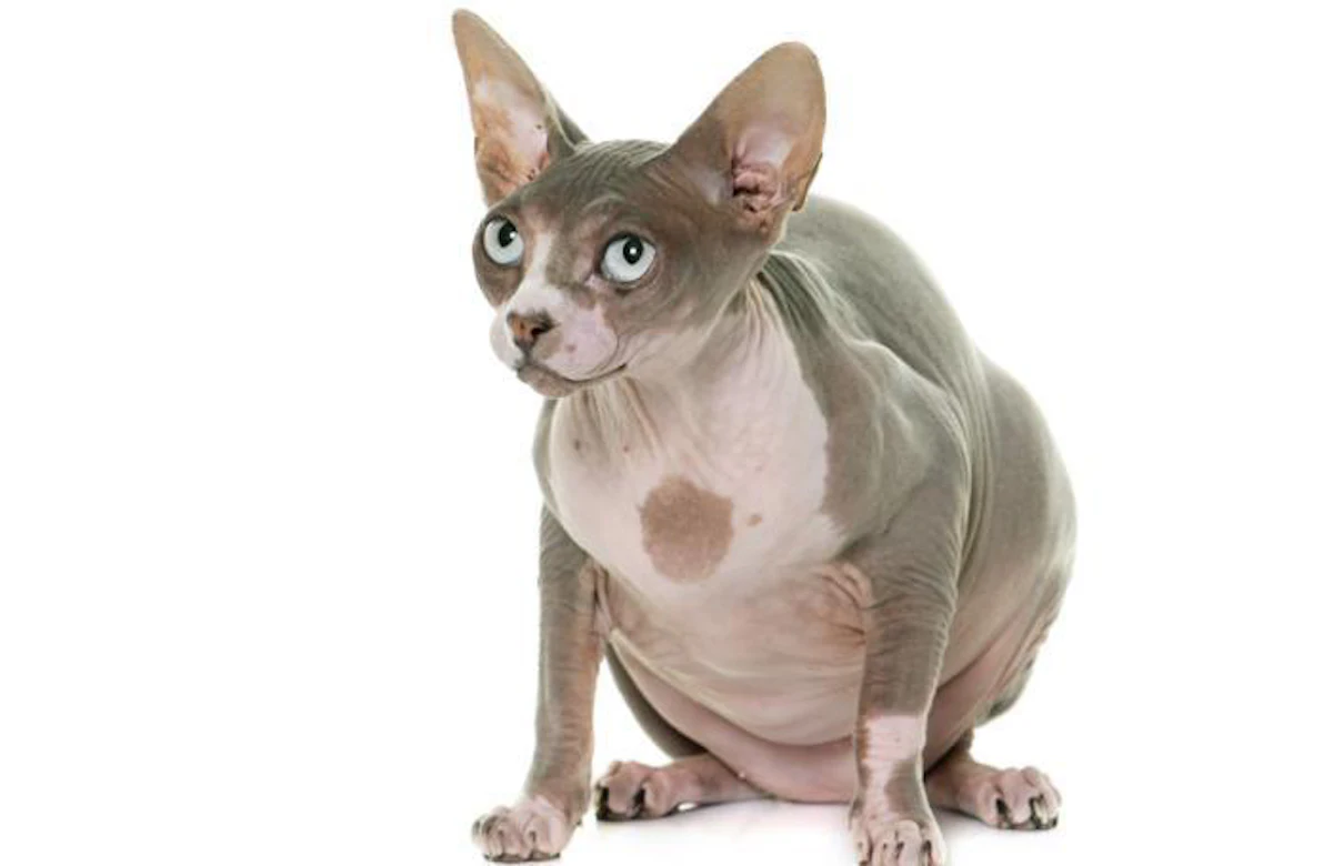 temple-grandin-s-idea-for-packaging-to-fight-pet-obesity-petfoodindustry