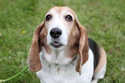 1612 Pe Tresearch Obesity Dog