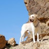 (AG-PHOTOS | BigStockPhoto)
