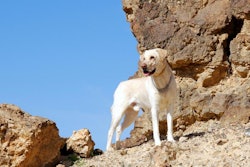 (AG-PHOTOS | BigStockPhoto)