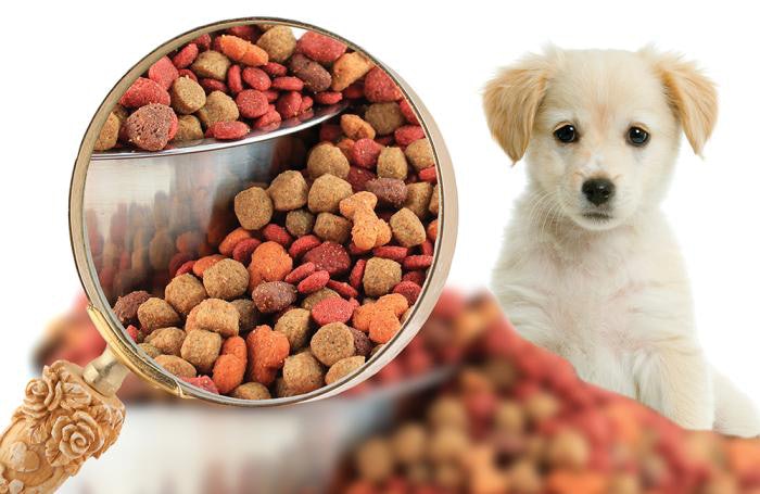 Pet food nutrition research focusing on proteins, obesity | PetfoodIndustry