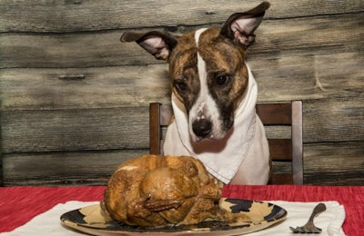 Dog Thanksgiving Turkey