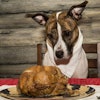 Dog Thanksgiving Turkey
