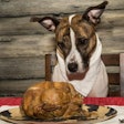 Dog Thanksgiving Turkey