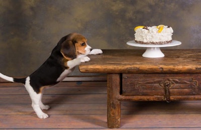 Unlike Baby Boomers, perhaps Millennials can’t yet afford to have their cake and feed their pets, too. | AnnekaS, Bigstockphoto.com