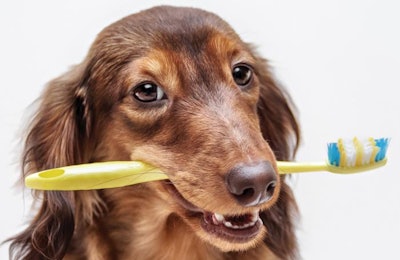 Dental disease is increasing in dogs and cats, but the pet food industry can step in to help with daily maintenance and prevention. | brusnikaphoto.Fotolia.com