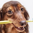 Dental disease is increasing in dogs and cats, but the pet food industry can step in to help with daily maintenance and prevention. | brusnikaphoto.Fotolia.com