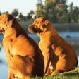 South African Boerboel dogs (Jacques Jacobsz | Fotolia.com)