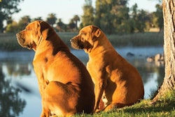 South African Boerboel dogs (Jacques Jacobsz | Fotolia.com)