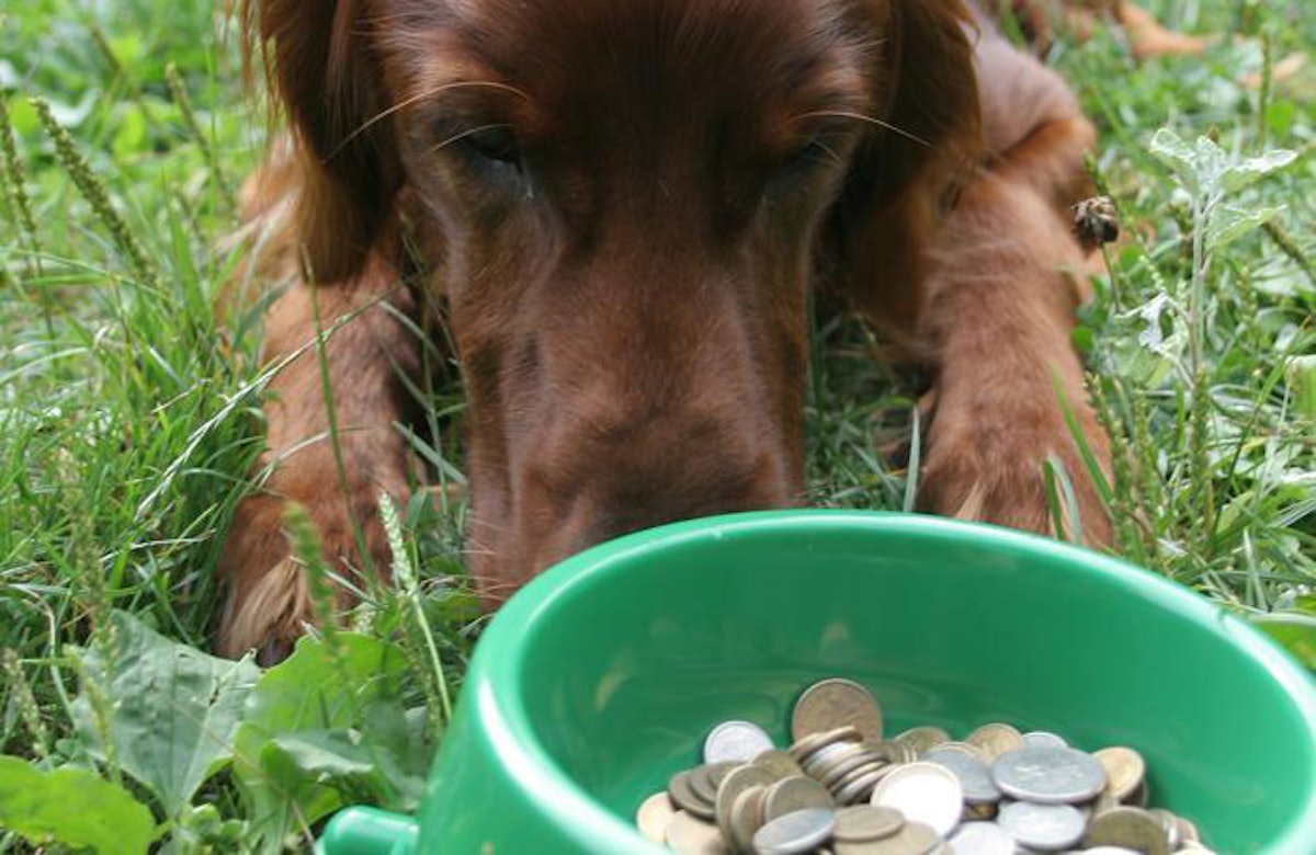 Wild calling cat food discontinued on sale
