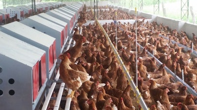 Aspecto de uno de los galpones de ponedoras libres de jaula, perteneciente a la empresa Nutriav&iacute;cola (Huevos Oro), que posee 33 granjas en nueve municipios de Valle y Tolima (occidente). | Foto cortes&iacute;a de Nutriav&iacute;cola