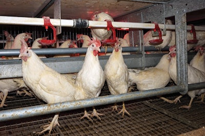 Hickman&rsquo;s Egg Ranch is transition to 80 percent cage-free in order to meet demand for the product. | Austin Alonzo