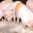 Studies suggest producers can save 45 cents per pig using medium-chain fatty acids in pig diets. | Brett Critchley, Dreamstime.com