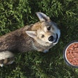 Consumers purchasing natural and organic pet foods largely fall into certain demographics, providing manufacturers with important information regarding what those consumers may be looking for within the segment. | sigma1850.Fotolia.com