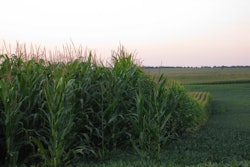 Corn and soy are among the pet food ingredients that have been demonized by online misinformation and myths. l Andrea Gantz