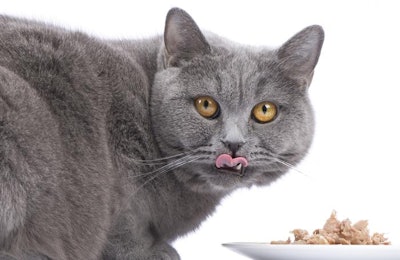 The wet pet food market is seeing growth as pet-owning demographics shift and millennials and baby boomers continue to drive the overall market. | Foto Laupheim.Fotolia.com