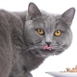 The wet pet food market is seeing growth as pet-owning demographics shift and millennials and baby boomers continue to drive the overall market. | Foto Laupheim.Fotolia.com