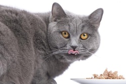 The wet pet food market is seeing growth as pet-owning demographics shift and millennials and baby boomers continue to drive the overall market. | Foto Laupheim.Fotolia.com