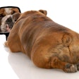 Bulldog Mirror Dog