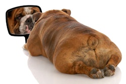 Bulldog Mirror Dog
