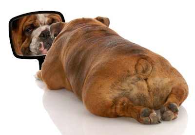 Bulldog Mirror Dog