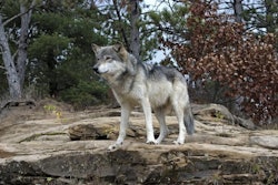 Dogs are omnivorous carnivores and can eat a wide range of foods to survive. Their ancestors, such as the gray wolf, hunted in packs and were competitive feeders after a kill. | outdoorsman, Bigstock.com