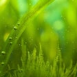 Protein derived from plants like algae may soon play a large role in pet food. | (waldru | Bigstock.com)