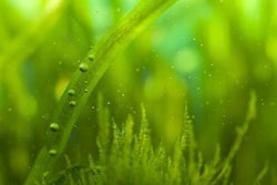 Protein derived from plants like algae may soon play a large role in pet food. | (waldru | Bigstock.com)