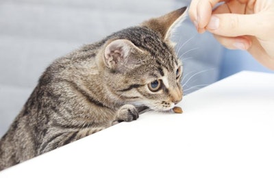 Kitten Smelling Pet Food
