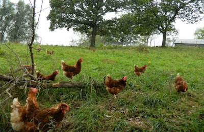 Photo courtesy of Eggs 'R' Us Inc.