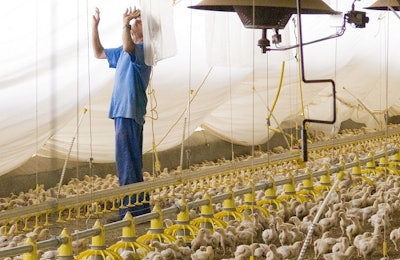 Sí se puede producir sin antibióticos, pero hay que combinar el manejo con la nutrición y con la salud. | Foto de Ernesto Calderón