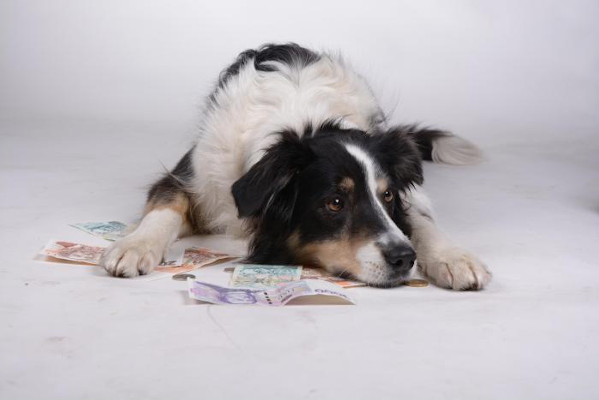 Nestle and champion pet foods online