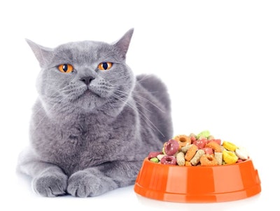 Cat Sceptical Food Kibble