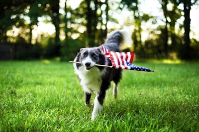 Dog Flag Usa America