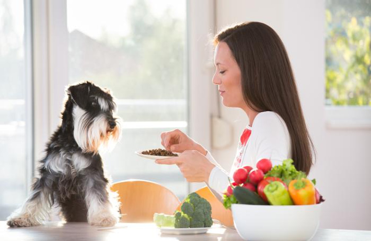 Pet food company launches dog food probiotic spray PetfoodIndustry