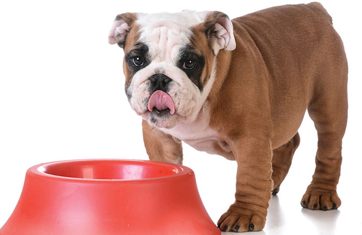 Western pet foods on sale