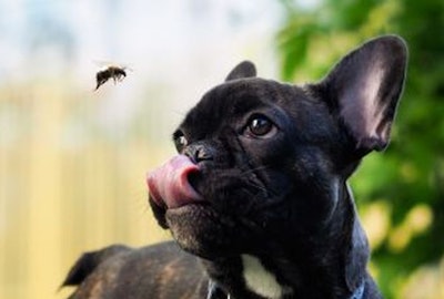 Dog Insect Eat Bug Closeup